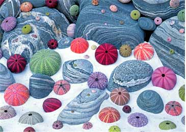 پازل صدف های رنگارنگ || Colorful Seashells